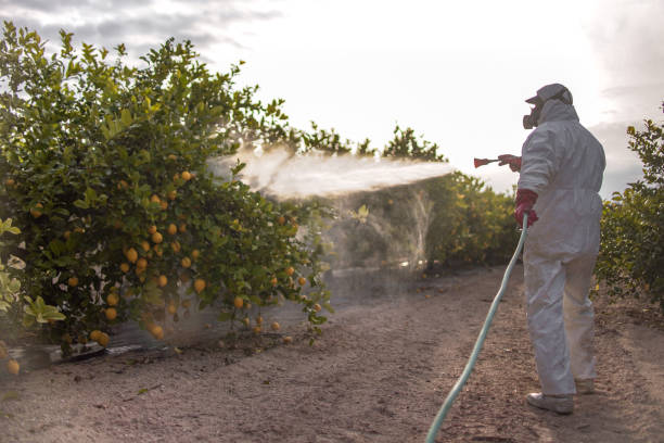Best Ant Control Services  in La Mesa, CA