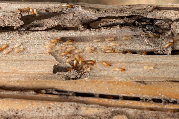 Best Residential Pest Control  in La Mesa, CA