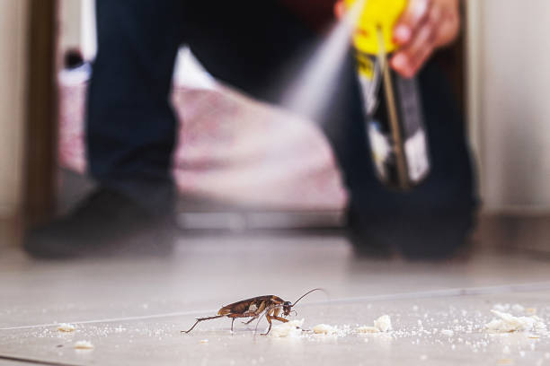 Best Rodent Control Near Me  in La Mesa, CA