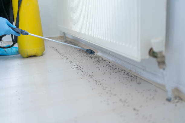 Flea Control Services in La Mesa, CA